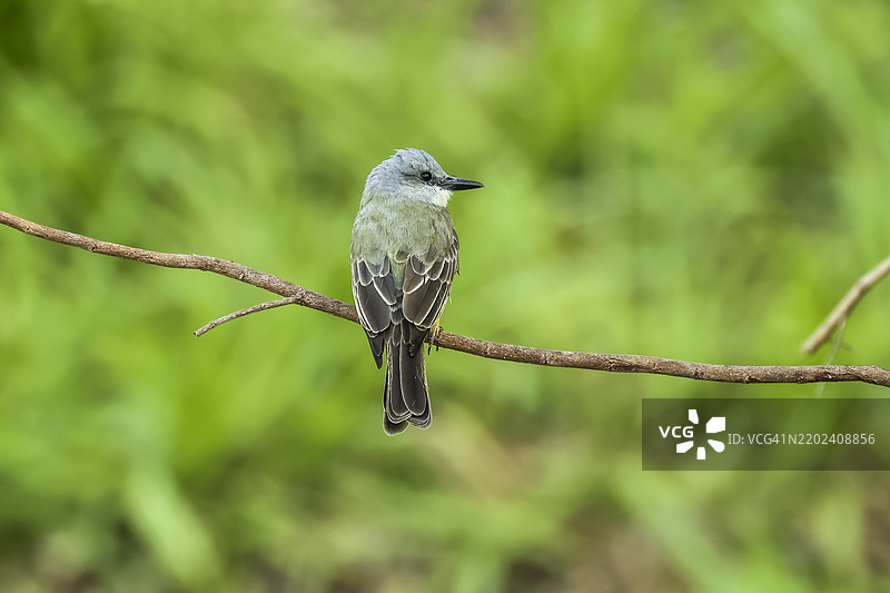 热带王鹟(Tyrannus melancholicus)大型暴君鸣鸟,常见于南美洲,埃斯佩兰萨,诺萨拉,瓜纳卡斯特,哥斯达黎加图片素材