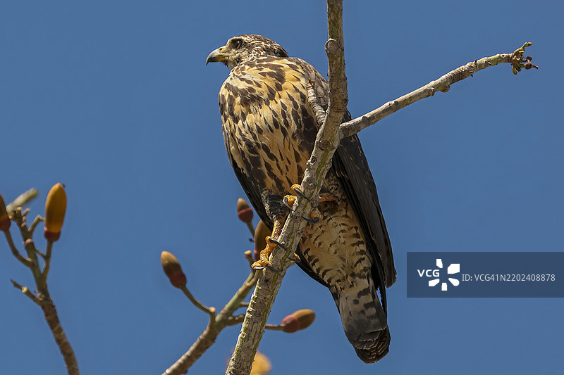 宽翅鹰(Buteo platypterus),一种小型猛禽,广泛分布于美洲,南至巴西,地点:哥斯达黎加,瓜纳卡斯特,诺萨拉,普拉亚加尔萨。图片素材