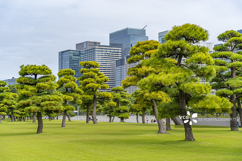 东京本州的皇宫附近，城市天际线与日本红松形成鲜明对比的景观图片素材