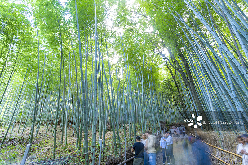 京都本州宇治区嵯峨天龙寺立石町的竹栈道景观图片素材