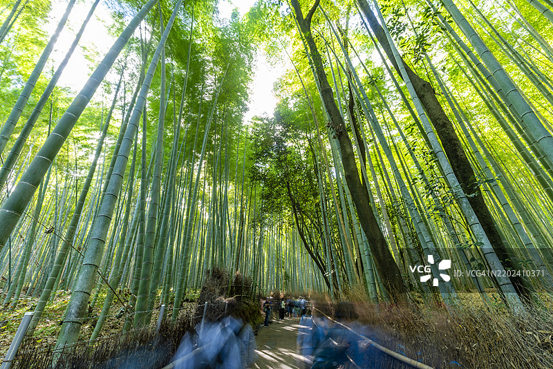 京都本州宇治区嵯峨天龙寺立石町的竹栈道景观图片素材