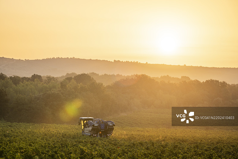 黎明时分的葡萄园，普伊卢比耶，罗讷河口省，普罗旺斯阿尔卑斯蓝色海岸，法国，欧洲图片素材