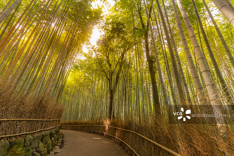 京都本州宇治区嵯峨天龙寺立石町的竹栈道景观图片素材