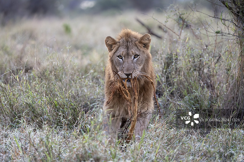 狮子（非洲狮）在南非夸祖鲁-纳塔尔省的齐曼加私人游戏保护区与植物玩耍图片素材