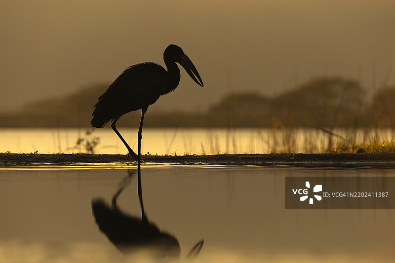 非洲开嘴鹳（Anastomus lamelligerus），齐曼加游戏保护区，夸祖鲁-纳塔尔，南非，非洲图片素材