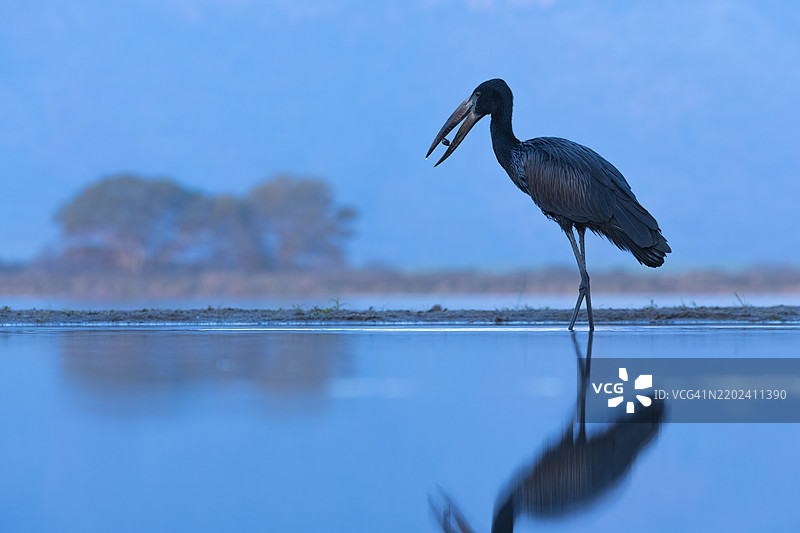 非洲开嘴鹳（Anastomus lamelligerus），齐曼加游戏保护区，夸祖鲁-纳塔尔，南非，非洲图片素材