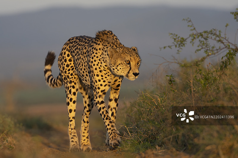 猎豹（Acinonyx jubatus），齐曼加私人游戏保护区，夸祖鲁-纳塔尔，南非图片素材
