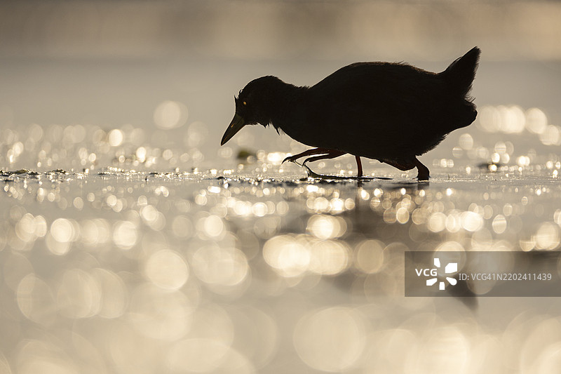 黑嘴水鸡（Zapornia flavirostra），齐曼加游戏保护区，夸祖鲁-纳塔尔，南非，非洲图片素材