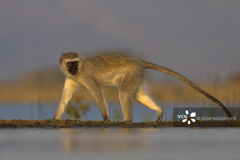 绿猴（Chlorocebus pygerythrus），齐曼加自然保护区，夸祖鲁-纳塔尔，南非，非洲图片素材