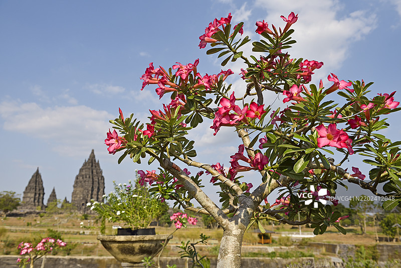 沙漠玫瑰，普兰巴南寺庙群，日惹地区，爪哇岛，印度尼西亚，东南亚，亚洲图片素材