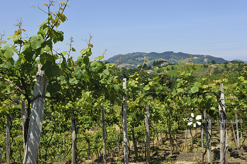 西班牙巴斯克地区吉普斯夸省盖塔里附近的萨拉乌茨区查科利葡萄园图片素材