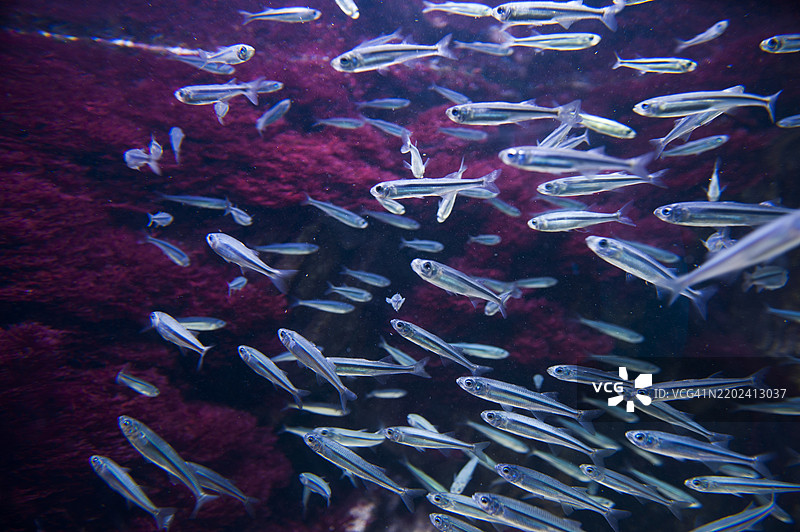 西班牙巴斯克地区吉普斯夸省比斯开湾的圣塞巴斯蒂安水族馆图片素材