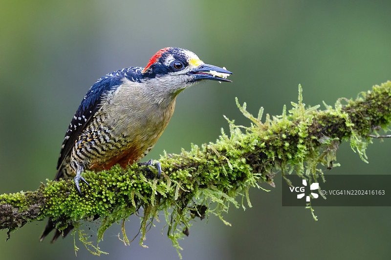 翠鸟栖息在植物上的特写镜头图片素材