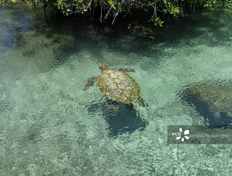 高角度视图的海龟在海中游泳图片素材