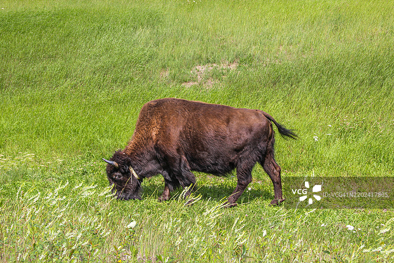 在美国怀俄明州的卡斯特州立公园放牧的野牛5833图片素材