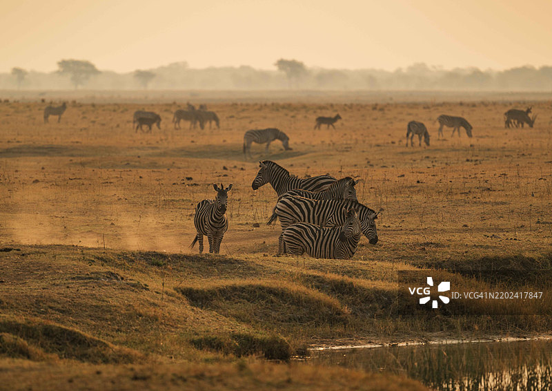 两只斑马在玩耍图片素材