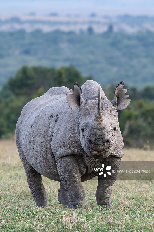 黑白犀牛在田野上的肖像图片素材