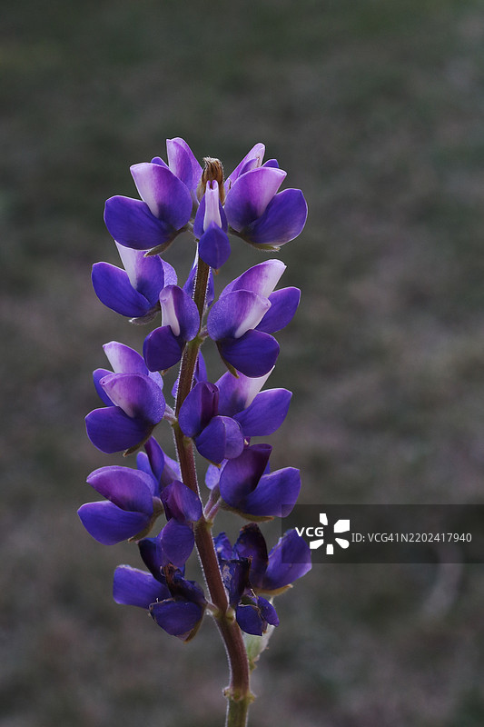 印度昌迪加尔的紫色花朵特写图片素材