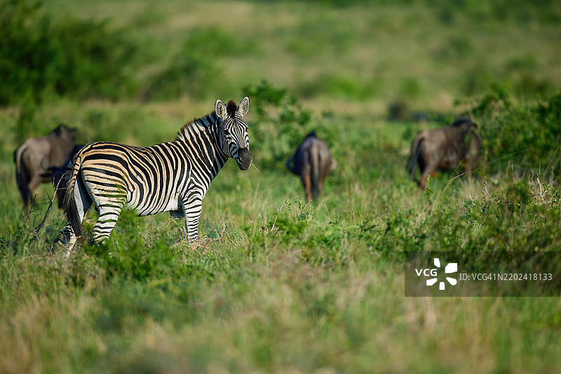 两只斑马在奔跑图片素材