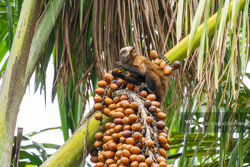棕色卷尾猴（Cebus apella, Sapajus apella）在树上吃棕榈种子，位于秘鲁坦博帕塔国家保护区的桑多瓦湖。图片素材