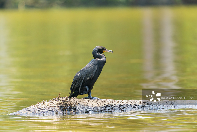 新热带鸬鹚(Phalacrocorax brasilianus)(Phalacrocorax olivaceus)(Nannopterum brasilianum),秘鲁坦博帕塔国家保护区的桑多瓦湖,南美洲图片素材