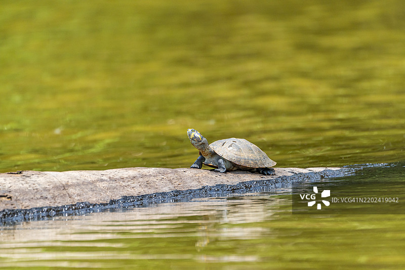 黄斑河龟（Podocnemis unifilis），位于秘鲁马尔多纳多港附近的坦博帕塔国家保护区的桑多瓦湖。图片素材