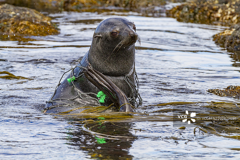 南乔治亚岛南极毛皮海豹幼崽（Arctocephalus gazella）被渔网困住，南冰洋，极地地区图片素材