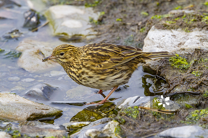 南乔治亚岛南乔治亚草鹀（Anthus antarcticus）在低潮时在普里昂岛觅食，位于南乔治亚，极地地区图片素材