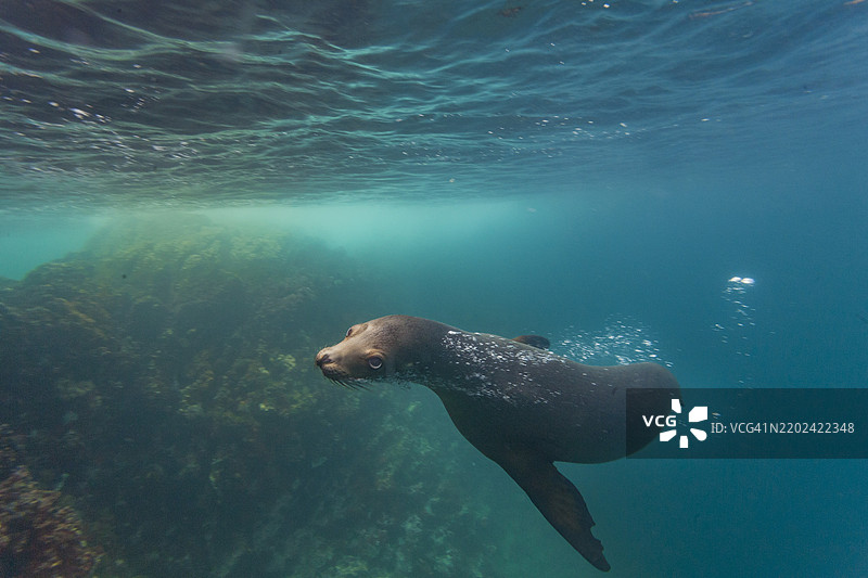 加拉帕戈斯海狮（Zalophus wollebaeki）在加拉帕戈斯群岛水下，联合国教科文组织世界遗产，厄瓜多尔，南美洲图片素材