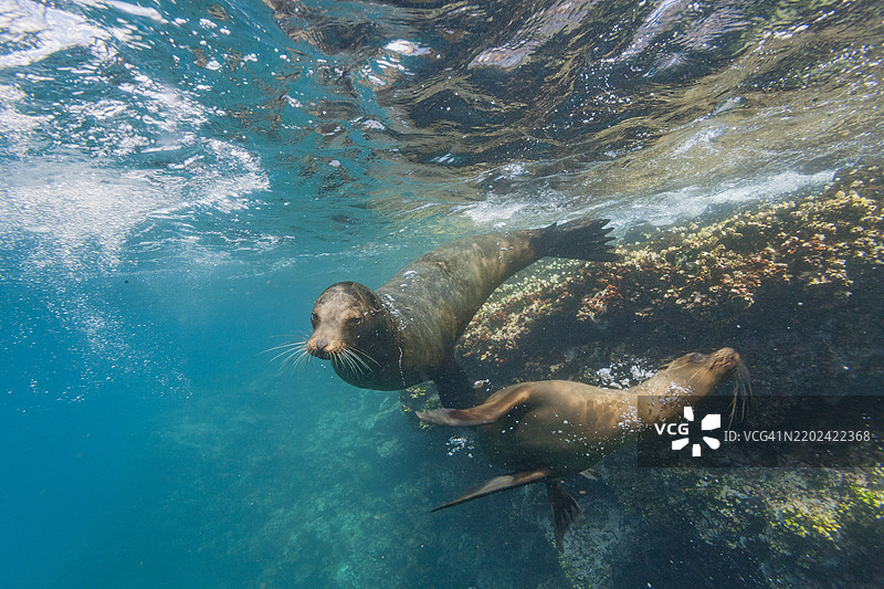 加拉帕戈斯海狮（Zalophus wollebaeki）在厄瓜多尔南美洲的加拉帕戈斯群岛水下，联合国教科文组织世界遗产地图片素材