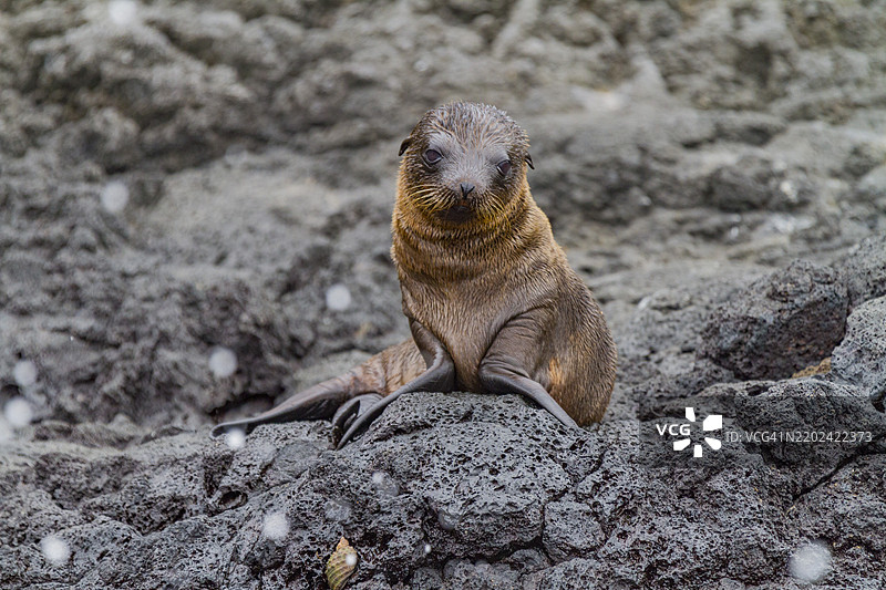 加拉帕戈斯海狮（Zalophus wollebaeki）幼崽在厄瓜多尔南美洲的加拉帕戈斯群岛，联合国教科文组织世界遗产地。图片素材