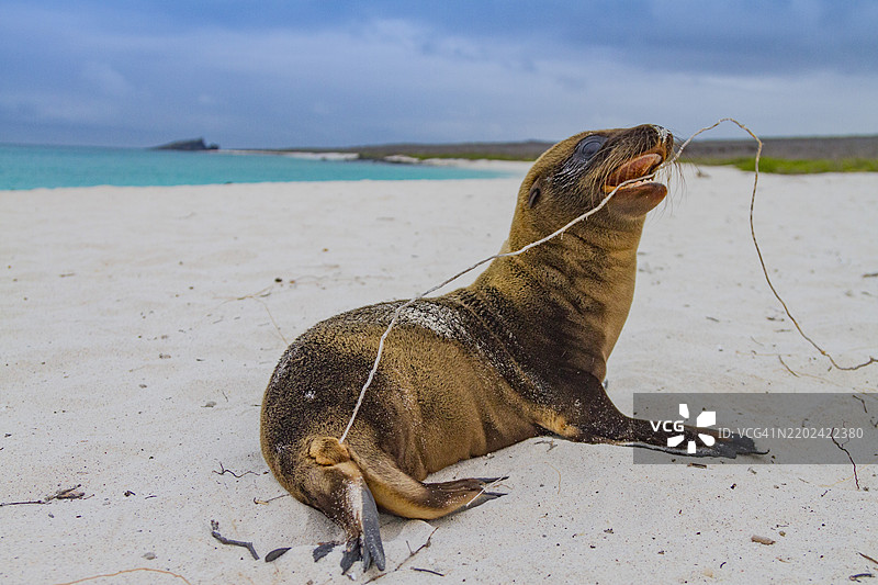 加拉帕戈斯海狮（Zalophus wollebaeki）幼崽在厄瓜多尔南美洲的加拉帕戈斯群岛，联合国教科文组织世界遗产地。图片素材