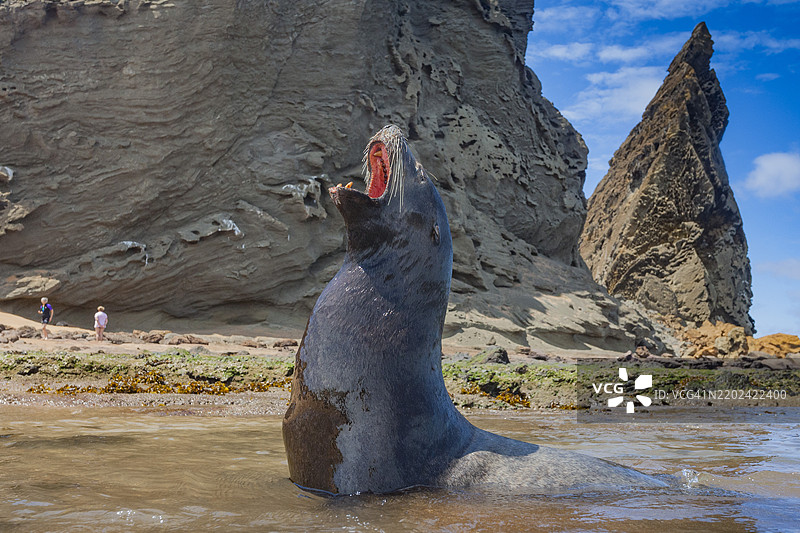 加拉帕戈斯海狮（Zalophus wollebaeki）在厄瓜多尔南美洲的加拉帕戈斯群岛海滩上晒太阳，联合国教科文组织世界遗产地。图片素材