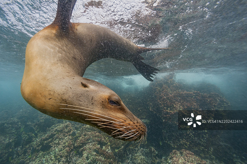 加拉帕戈斯海狮（Zalophus wollebaeki）在厄瓜多尔南美洲的加拉帕戈斯群岛水下，联合国教科文组织世界遗产地图片素材