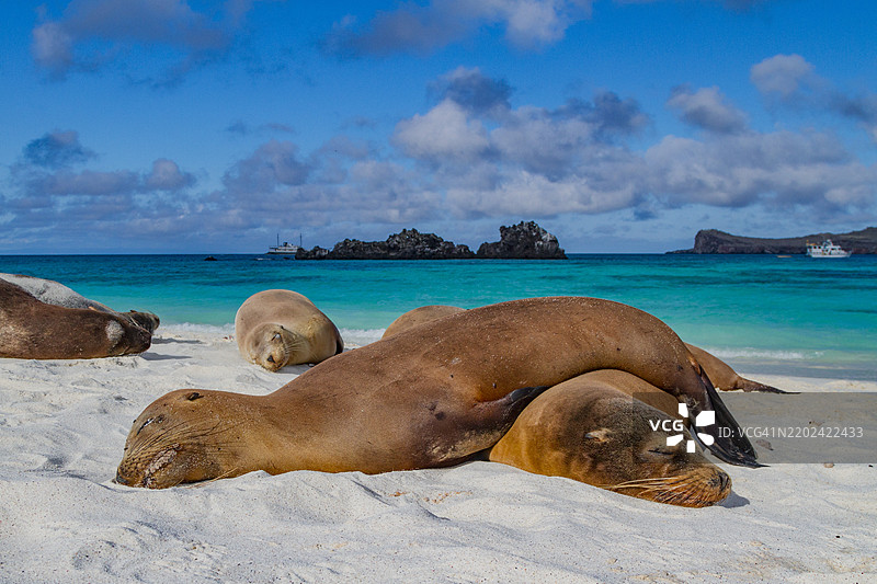 加拉帕戈斯海狮（Zalophus wollebaeki）在厄瓜多尔南美洲的加拉帕戈斯群岛海滩上晒太阳，联合国教科文组织世界遗产地。图片素材