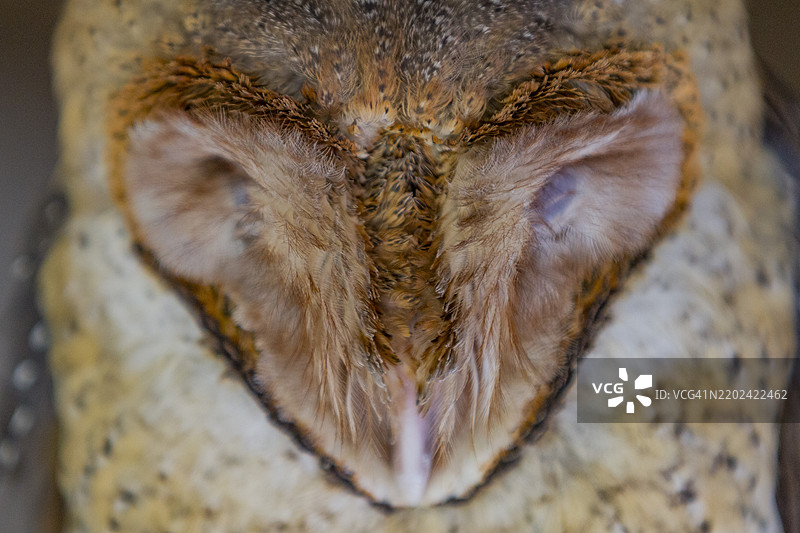 成年加拉帕戈斯 barn owl (Tyto alba punctatissima) 在厄瓜多尔南美洲加拉帕戈斯圣克鲁斯岛白天睡觉，联合国教科文组织世界遗产地。图片素材