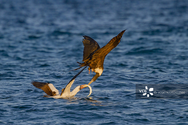 成年纳斯卡鹈鹕（Sula grantii）在加拉帕戈斯群岛捕食半嘴鱼，并抵御一只军舰鸟的攻击，位于厄瓜多尔，南美洲，联合国教科文组织世界遗产地。图片素材