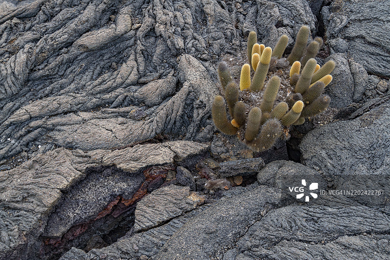 加拉帕戈斯群岛的特有熔岩仙人掌（Brachycereus spp），联合国教科文组织世界遗产，厄瓜多尔，南美洲图片素材