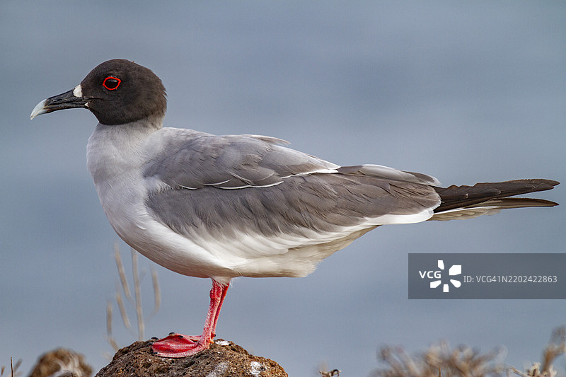 厄瓜多尔南美洲加拉帕戈斯群岛埃斯帕诺拉岛上的成年叉尾海鸥（Creagrus furcatus），联合国教科文组织世界遗产地。图片素材