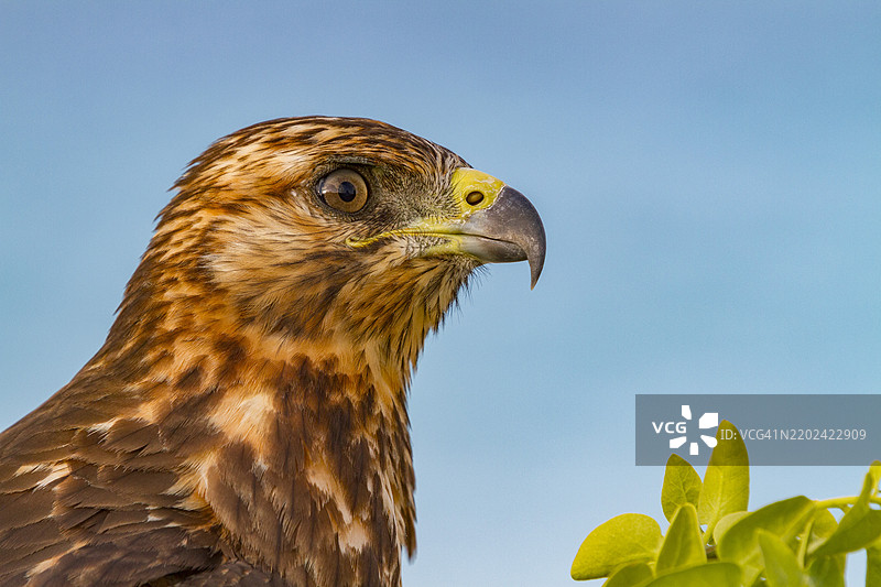 年轻的加拉帕戈斯鹰（Buteo galapagoensis）在厄瓜多尔南美洲的加拉帕戈斯群岛，联合国教科文组织世界遗产地图片素材