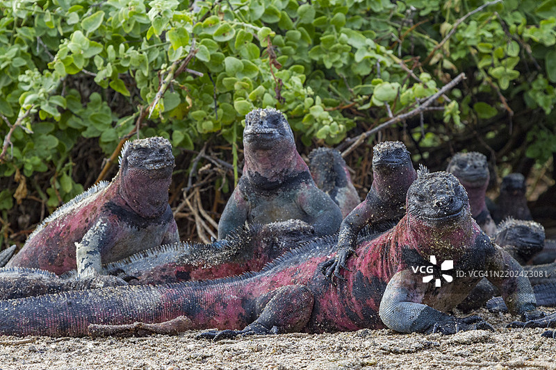 厄瓜多尔南美洲加拉帕戈斯群岛的世界遗产地——埃斯帕尼奥拉岛上的特有加拉帕戈斯海鬣蜥（Amblyrhynchus cristatus）图片素材