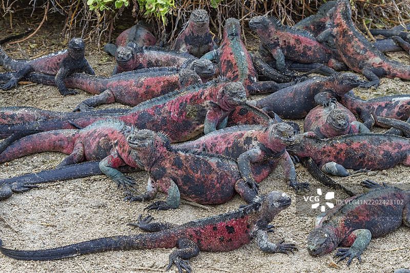 厄瓜多尔南美洲加拉帕戈斯群岛的世界遗产地——埃斯帕尼奥拉岛上的特有加拉帕戈斯海鬣蜥（Amblyrhynchus cristatus）图片素材