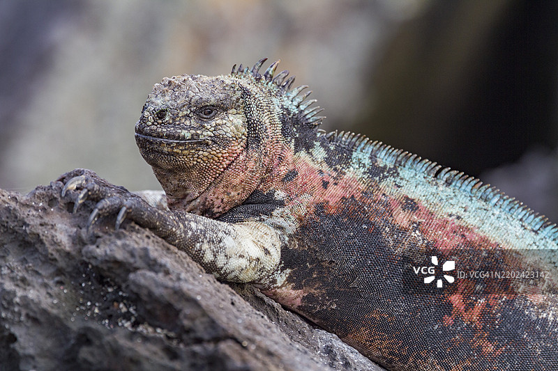 厄瓜多尔南美洲加拉帕戈斯群岛的世界遗产地——埃斯帕尼奥拉岛上的特有加拉帕戈斯海鬣蜥（Amblyrhynchus cristatus）图片素材