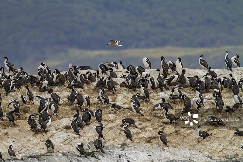 阿根廷乌斯怀亚市附近小岛上的帝王鸬鹚（Phalacrocorax (atriceps) atriceps）繁殖群落图片素材