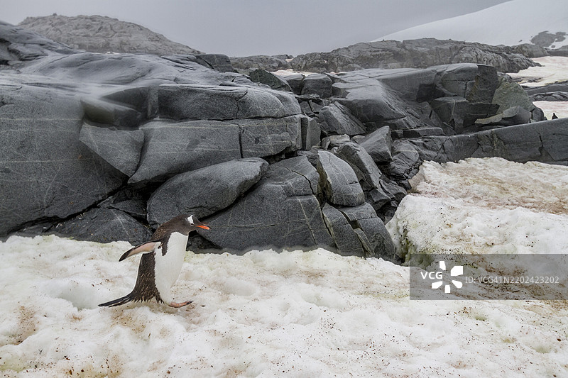 在南极洲彼得曼岛的温哥华企鹅（Pygoscelis papua）繁殖群落，南冰洋，极地地区图片素材