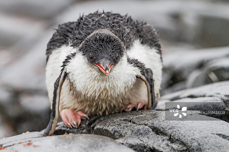 在南极洲维恩克岛的乔格拉角，刚孵化的温哥华企鹅（Pygoscelis papua）幼鸟图片素材