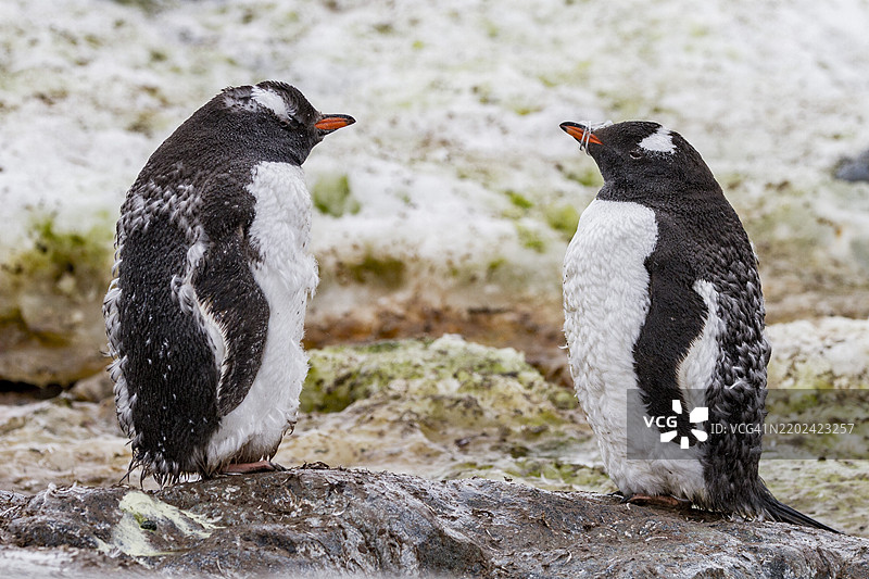 在南极库维尔岛上，成年的温哥华企鹅（Pygoscelis papua）正在换羽，南冰洋，极地地区图片素材