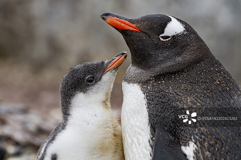 成年的温哥华企鹅（Pygoscelis papua）与幼鸟在南极库维尔岛，南冰洋，极地地区。图片素材