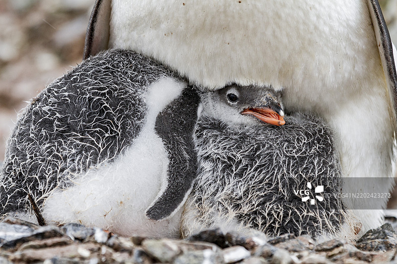 成年的温哥华企鹅（Pygoscelis papua）与幼鸟在南极库维尔岛，南冰洋，极地地区。图片素材
