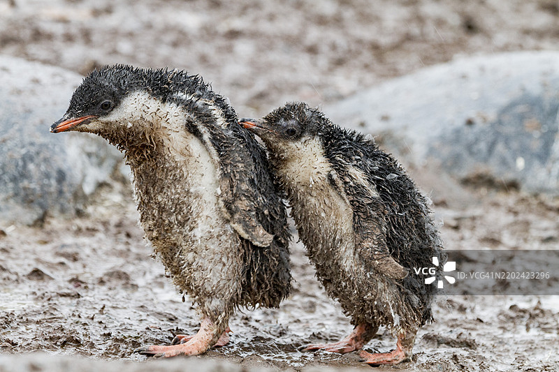 在南极洲库弗维尔岛上，盖着泥土和鸟粪的温哥华企鹅（Pygoscelis papua）幼鸟图片素材
